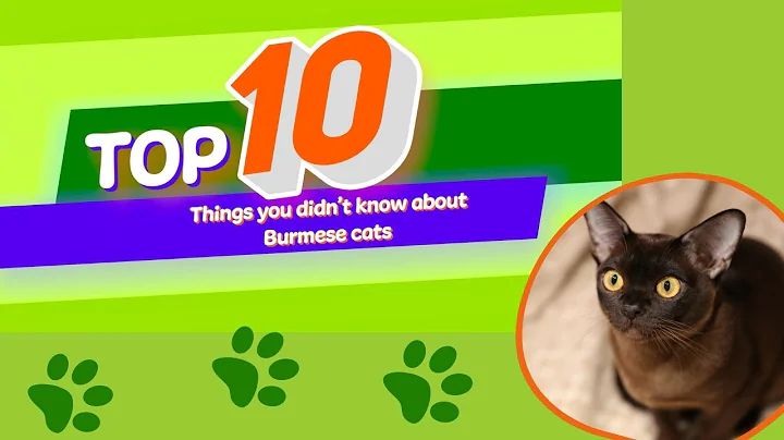 Watch the video about 10 Things You Didn't Know About Burmese Cats