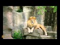 Лев царь Фауны/Lion king Fauna