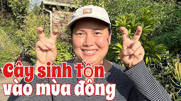 Cách chăm sóc cây vào mùa đông và cách làm nhà kính an toàn cây không bị chết