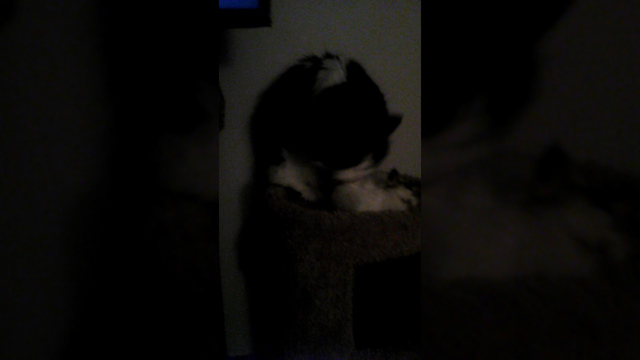 camera iphone 8 plus apk My Kitty is so silly