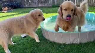 Morning Routine | Sterling And Colin The Golden Retrievers