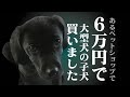 【100万再生目前！】あるペットショップで6万円の大型犬の子犬買いました
