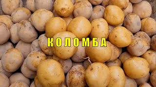 Сорт картофеля Коломба. Potato seeds Colombo.