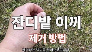 잔디밭 이끼 제거하는 방법.이끼가 발생하는 이유 알려 드립니다
