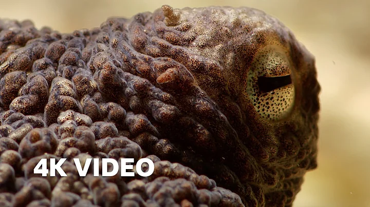 Extraordinary Octopus Takes To Land | 4K UHD | The Hunt | BBC Earth