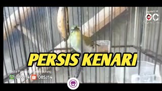 BUXTONI NEMBAK KENARIAN milik Iman Abidzar