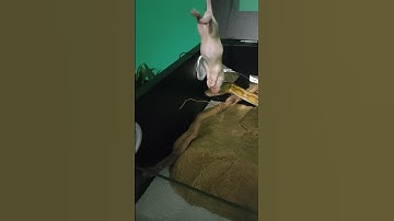 Honey the super dwarf reticulated python feeding on small weaner rat