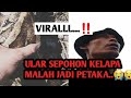 VIRAL..‼️GARA2 ULAR SEPOHON KELAPA MALAH JADI P3T4K4.😭#viral #ularbesar