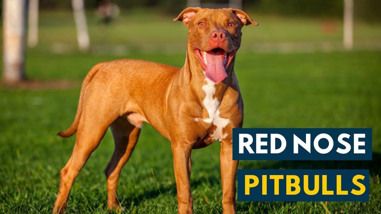 Red Nose Pitbull: Everything You Should Know About A Red Nose Pittie! -  Youtube