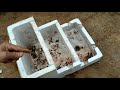 New idea | Growing coriander in a styrofoam box so pretty