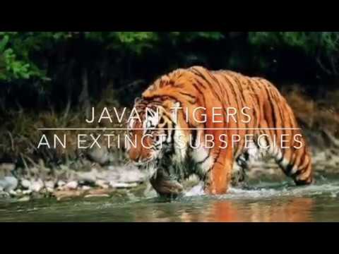 Javan Tigers | An Extinct Animal Subspecies - YouTube