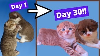 How kittens grow 04 weeks! scottish fold growth