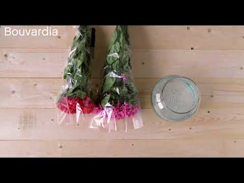 Vídeo: Bouvardia Hummingbird Flowers - Como cultivar uma planta de flores de beija-flor