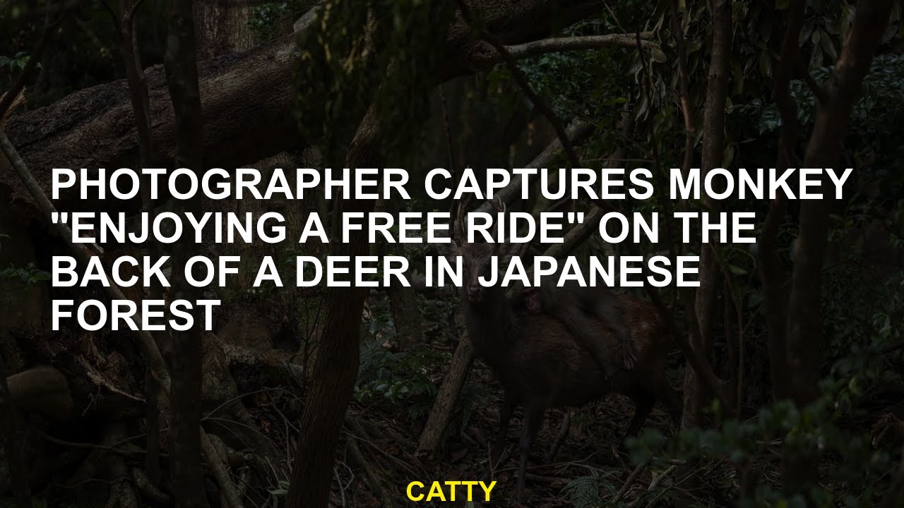 Photographer captures monkey 