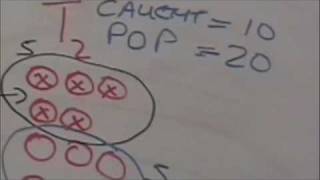 Dr. Newman discusses "capture, mark, recapture" 