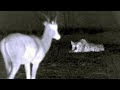 Malika's Hunting Strategies and Challenges