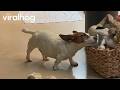 Miniature Jack Russell Creatively Scratches an Itch || ViralHog