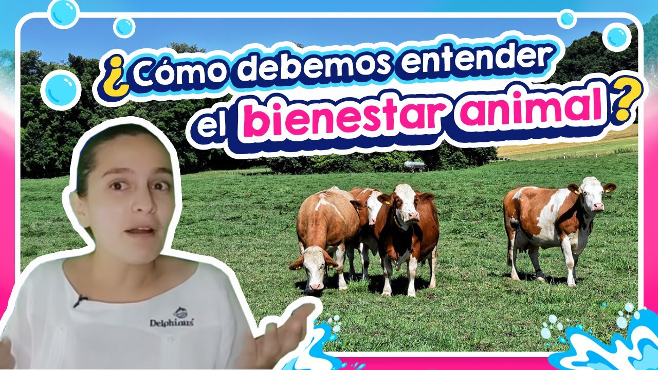 ¿Qué es el bienestar animal? l Delphinus - YouTube