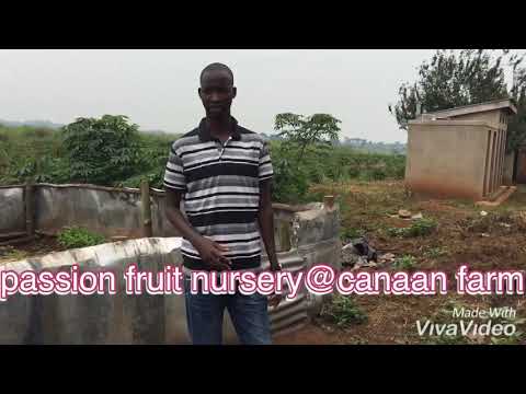 passion fruit nursery bed basics, seedlings stage @ Canaan farm