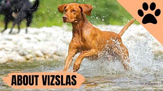 All about the Vizsla