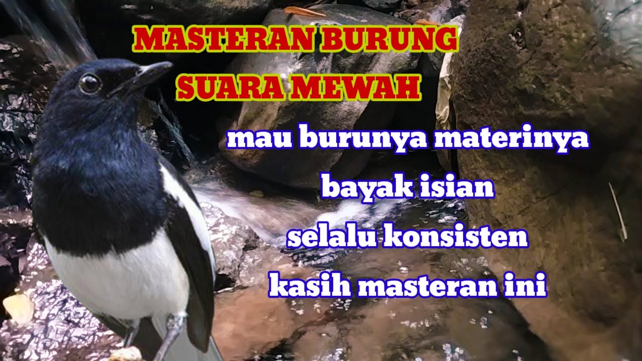 Masteran burung kacer trotol mudah masuk masteran terbaik👍💯