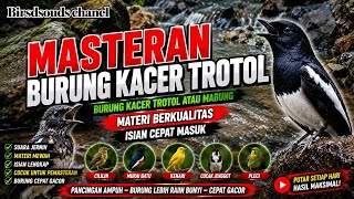 Masteran burung kacer trotol atau sedang mabung materi mewah 
