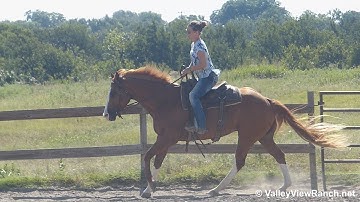 RJ Skipper - smooth jog, lope-offs, stops, easy walk! - ValleyViewRanch.net
