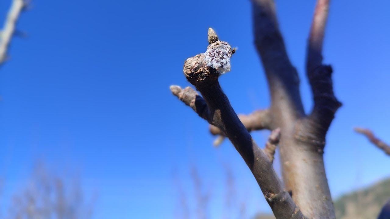 टहनी में बीमा कैसे बनाएं | सेब की Pruning | Pruning and Training | Himalyan Farming | Live Update