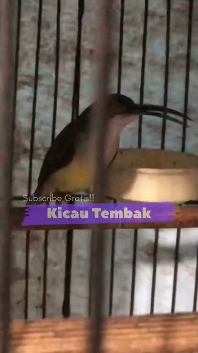 DIJAMIN RESPON‼️PANCINGAN PIJANTUNG PISANG BAHAN AGAR BUNYI, PIJANTUNG MANAPUN PASTI NYAUT #shorts