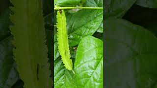 Growing Heaps Of Wing Beans