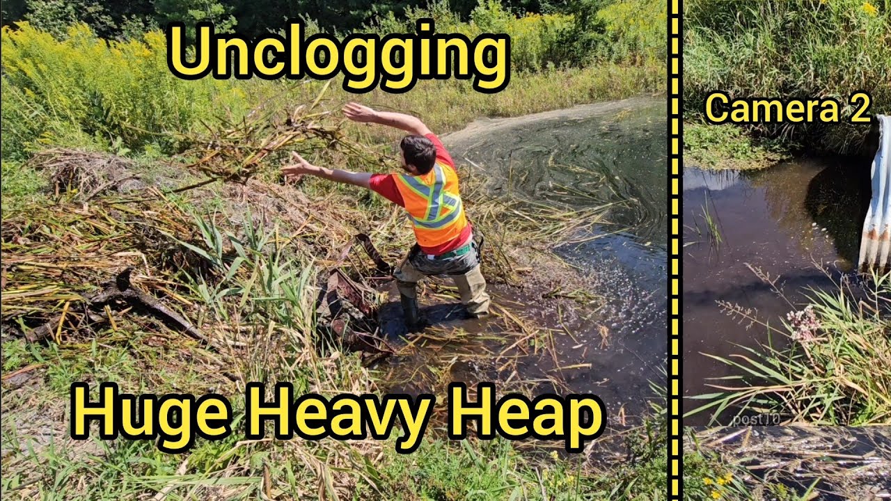 Unclogging Culvert Blocked With Thousands Of Pounds Of CatTails And Mud