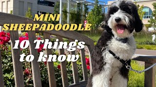 10 Things to Know about Mini Sheepadoodle