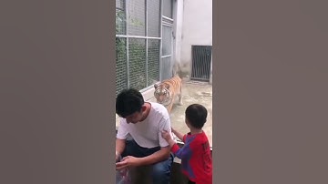 Thumbnail of Sneaky Sneaky tiger 🐅🐅🐅