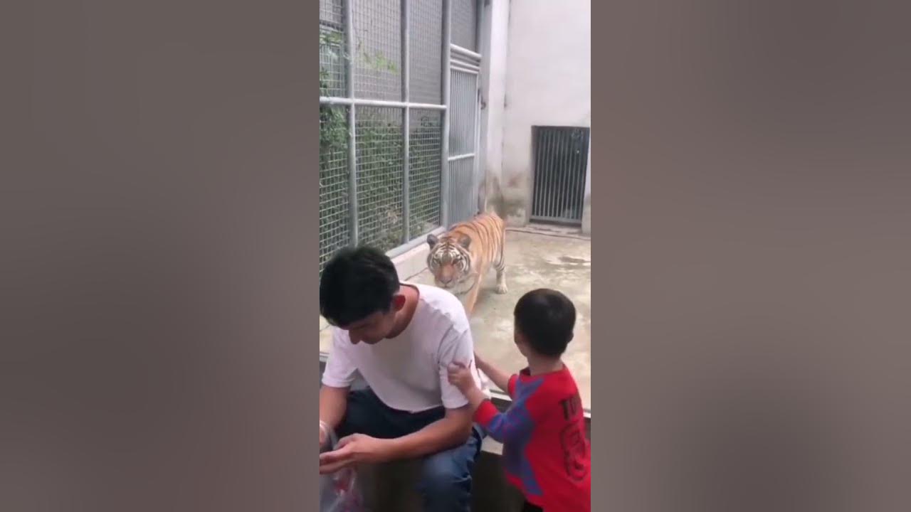 Sneaky Sneaky tiger 🐅🐅🐅