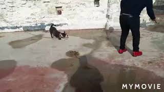 Kraliçenin Mekanına Yabancı Köpek Gelince Yargı Dağıtıyor