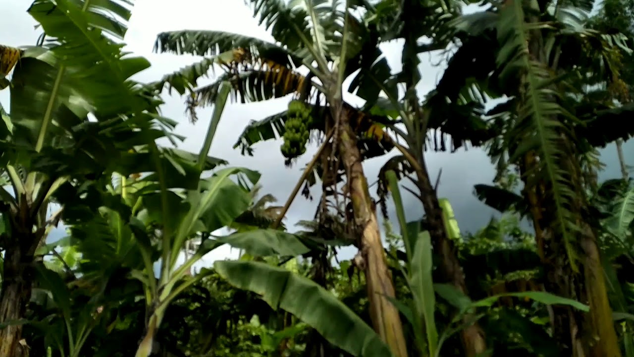 Pisang ambon 