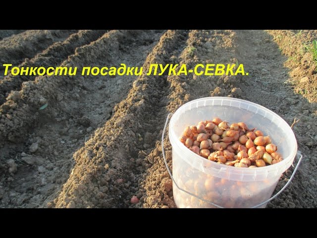 Тонкости посадки лука-севка.