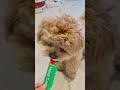 【犬用チュールが大好物な愛犬🐾】#ペキプー #ペキニーズ #トイプードル #ミックス犬 #子犬 #犬動画 #dog #パピー #いぬのいる生活 #shorts #short #チュール