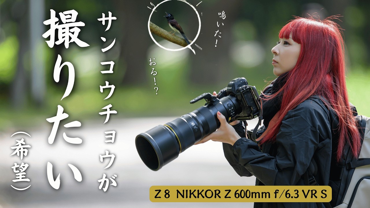 Will I be able to photograph the Japanese Paradise Flycatcher
