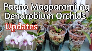 Paano magparami ng Dendrobium Orchids Updates