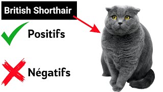 Le Chat British Shorhair👉 Les Points positifs Et  Négatifs D'en Avoir Un by HistoireDesAnimaux 90 views 3 weeks ago 5 minutes, 21 seconds