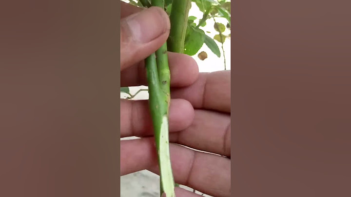 Gulab ki Kalam lagane ka tarika #Rose #garden