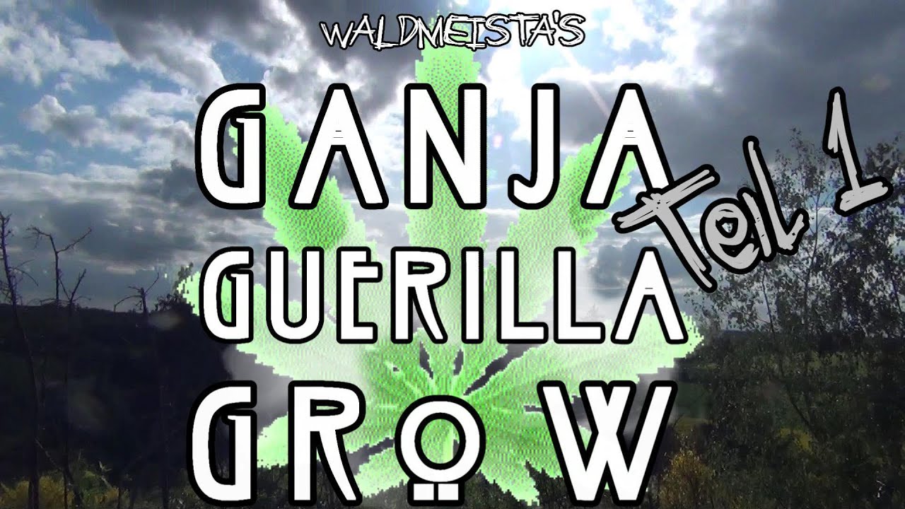 Ganja Guerilla Grow | Teil 1