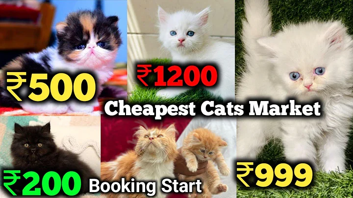 Video 5753281: bengal cat persian, bengal kitten white cat, teacup persian kitten, rare white bengal cat, colour cat