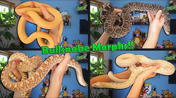 Bullsnake Morphs Explained!
