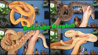 Bullsnake Morphs Explained!