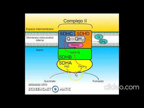 Video: ¿Cómo inhibe el malonato la succinato deshidrogenasa?