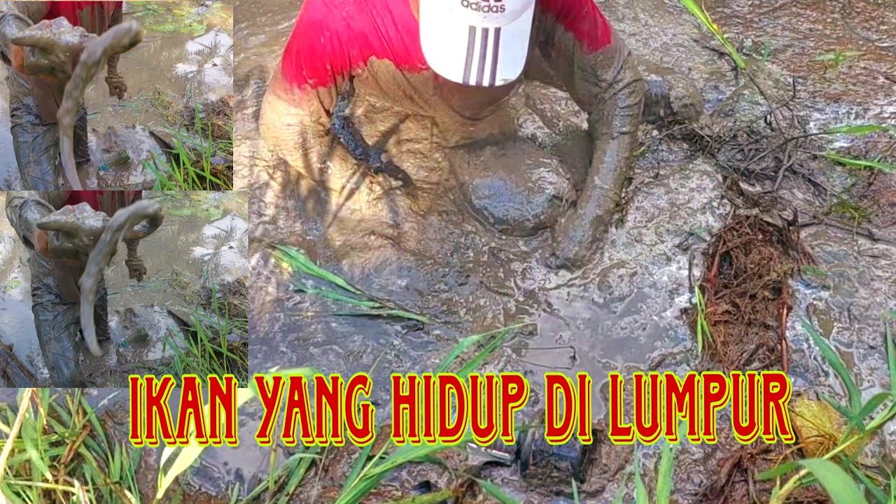MENCARI IKAN YANG BISA HIDUP DI LUMPUR RAWA - YouTube