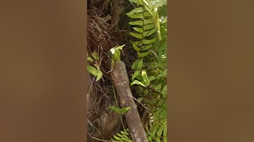 The Palm-Tree Fern That Breaks Poverty & Opens Destiny Paths