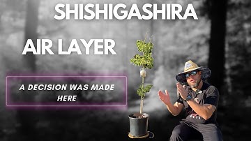 AIR LAYER: Propagating Japanese Maple Tree